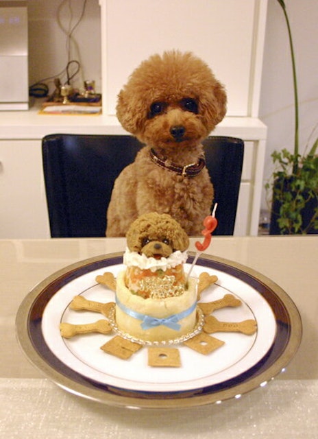 21年 犬用ケーキのおすすめ人気ランキング12選 Mybest 21年 犬用ケーキのおすすめ人気ランキング12選 Mybest