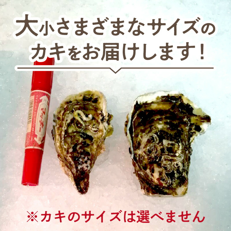 サロマ湖産 殻付2年物カキ貝  2