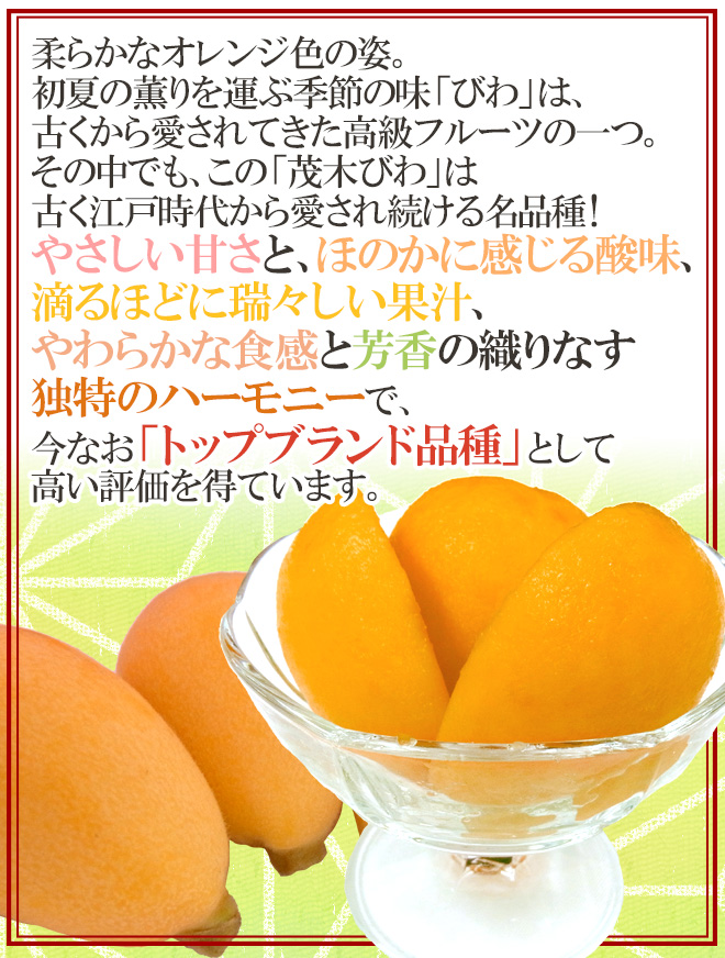 茂木びわ 3