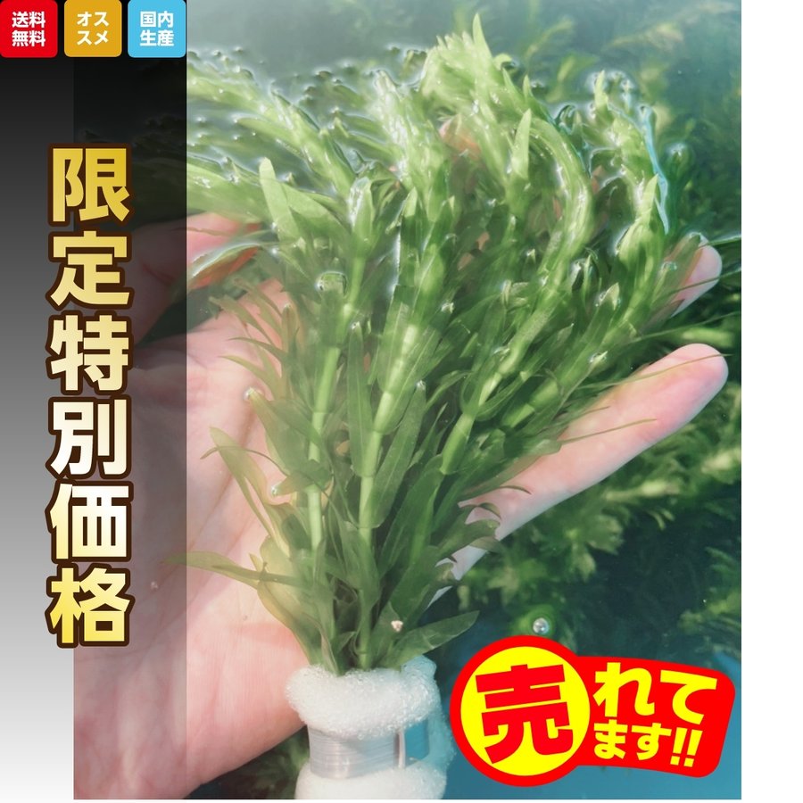 351円 値引 水草 メダカ 金魚藻 国産 マルチリングブラック 黒 アナカリス ミニ 無農薬 3個 351円 値引 水草 メダカ 金魚藻 国産 マルチリングブラック 黒 アナカリス ミニ 無農薬 3個