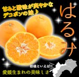 はるみのみかんのおすすめ人気ランキング【2026年5月】 2