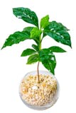 トイレ向きの観葉植物のおすすめ人気ランキング【2026年10月】 5