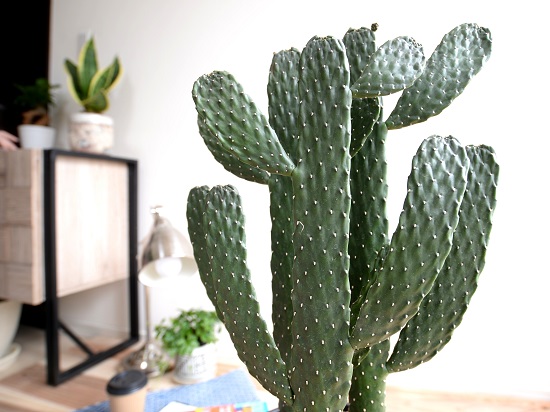 21年 サボテンのおすすめ人気ランキング11選 Mybest