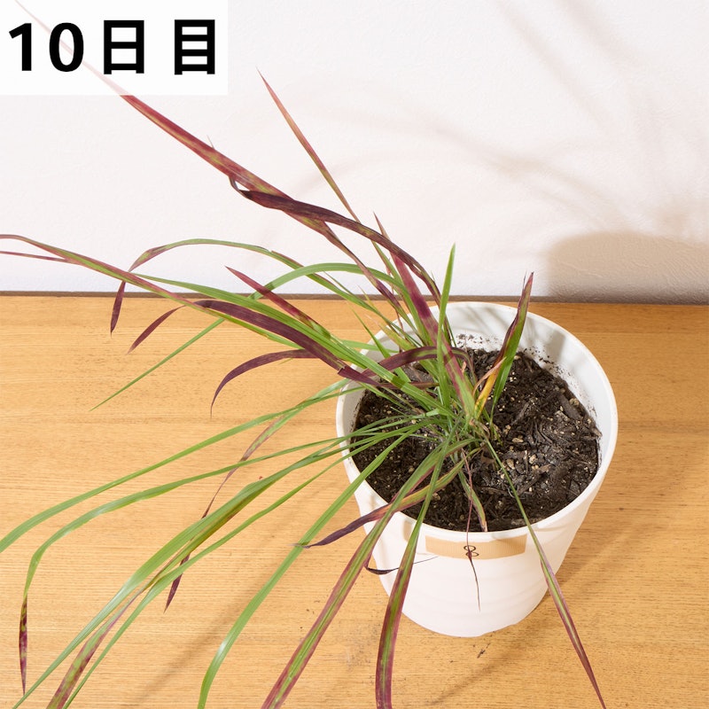 はやく効くお酢の除草剤 19