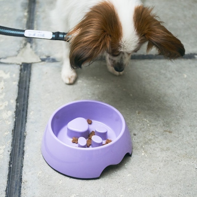徹底比較 犬用早食い防止食器のおすすめ人気ランキング10選 効果が高いのはどれ Mybest