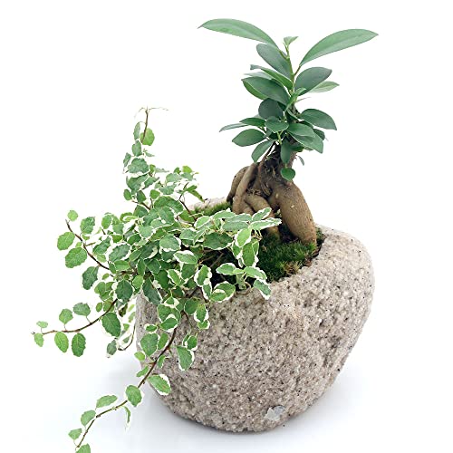 ガジュマル&プミラ 抗火石鉢植え 1