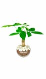 リビング向きの観葉植物のおすすめ人気ランキング【2026年7月】 3