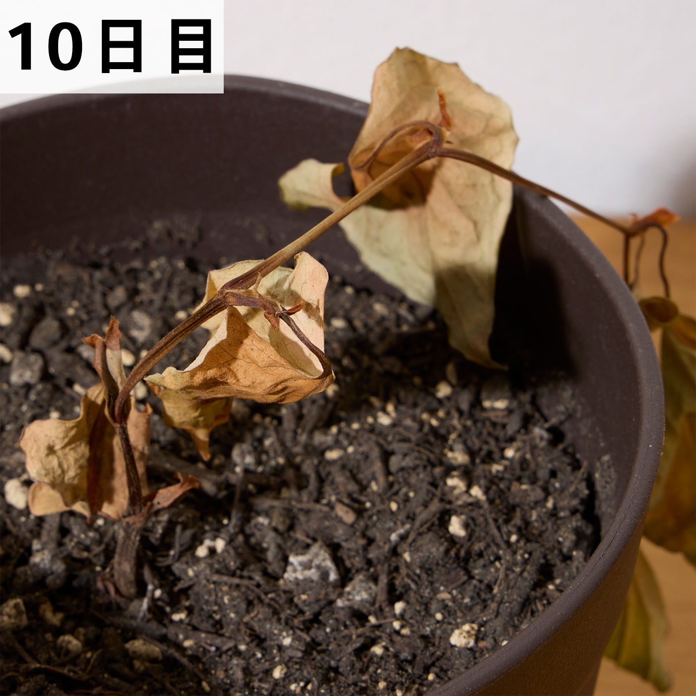 速効除草剤 11
