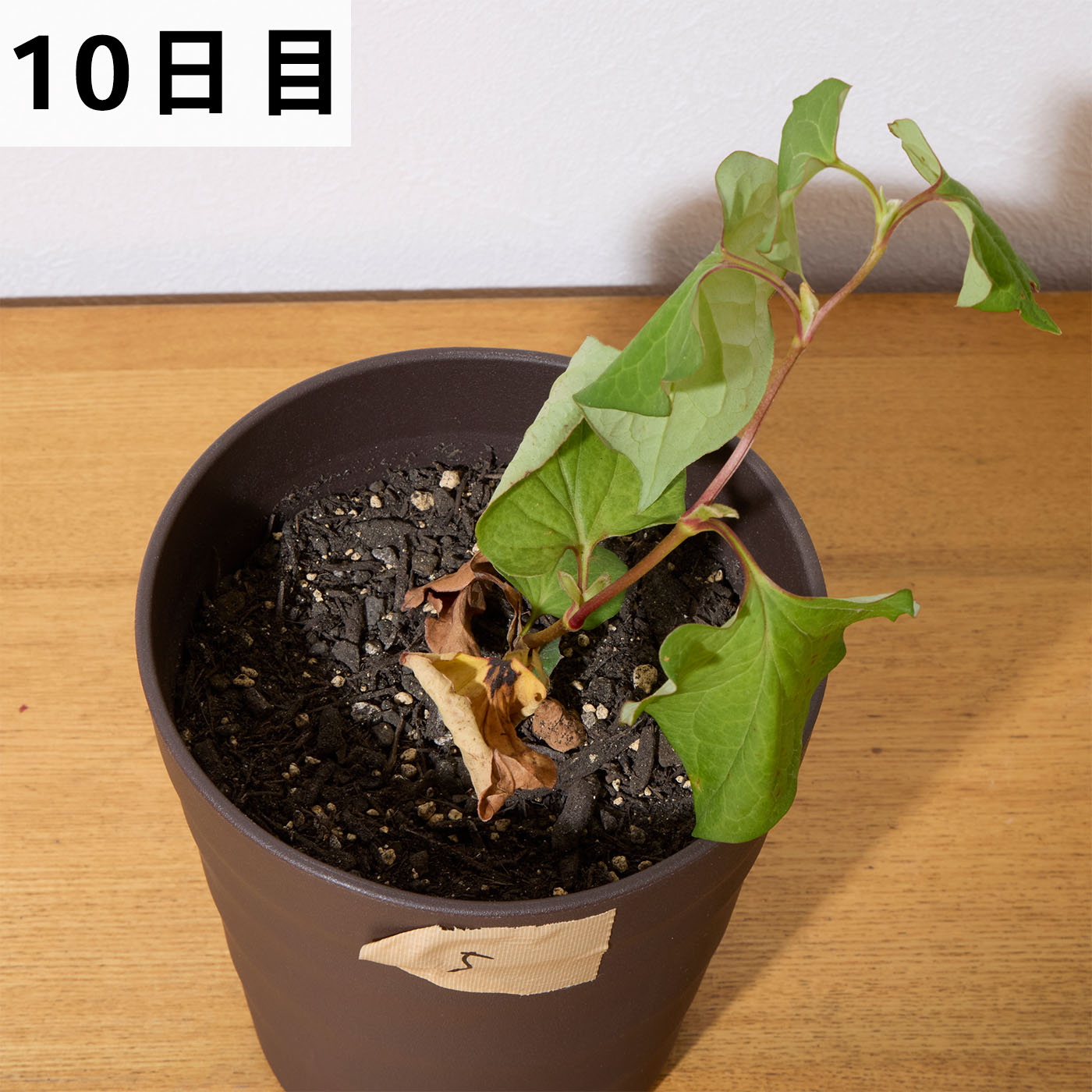 一刀両断 11