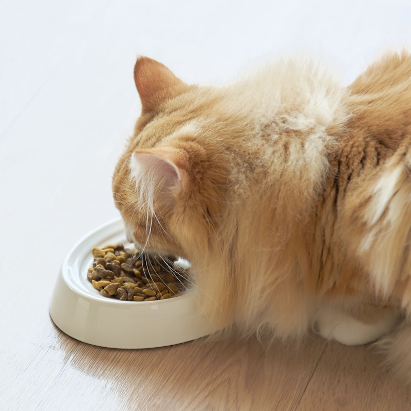 徹底比較 猫用食器のおすすめ人気ランキング10選 Mybest 徹底比較 猫用食器のおすすめ人気ランキング10選 Mybest