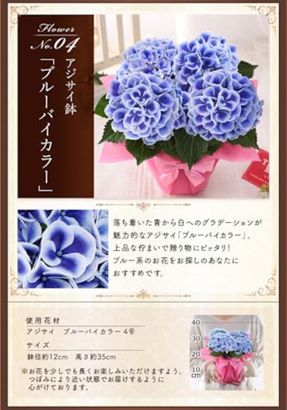 アジサイ鉢4号&スイーツセット 2