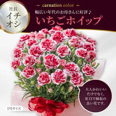 カーネーション5号鉢植え 5