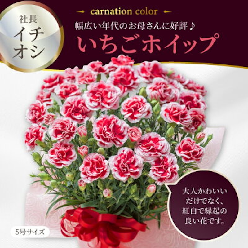 カーネーション5号鉢植え 5