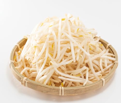 水耕栽培 緑豆もやし 2