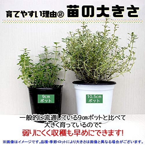 おまかせハーブセット 4