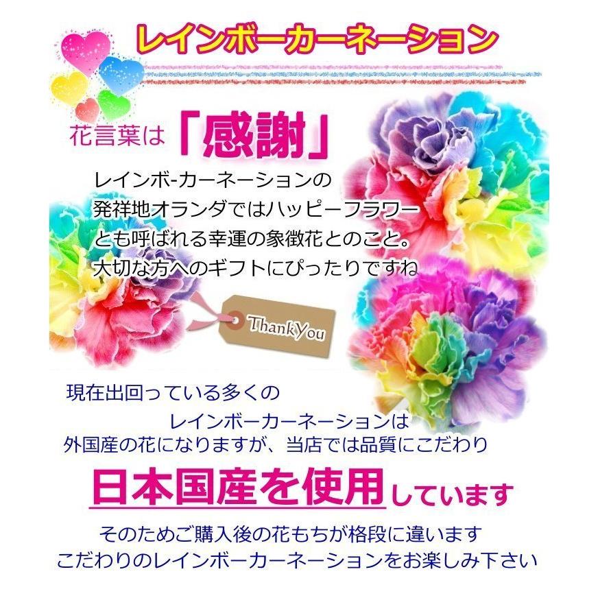 レインボーカーネーション 6