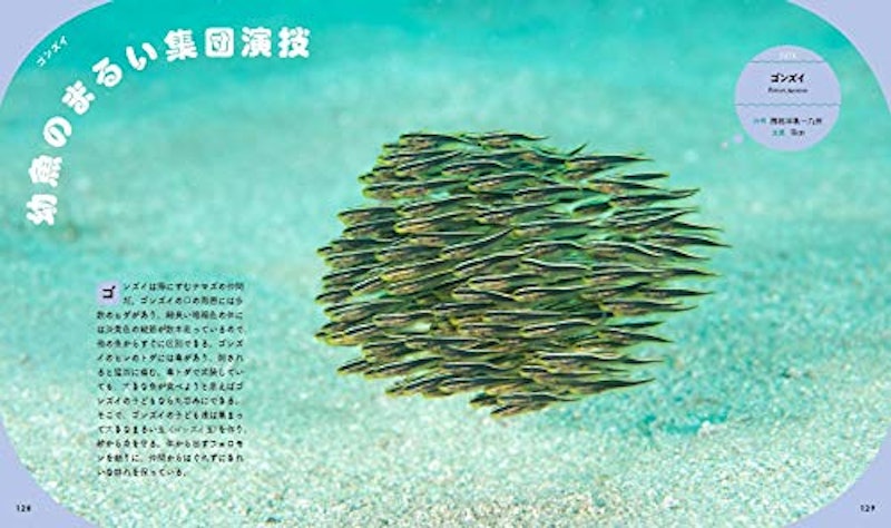 ま〜るい魚図鑑 6