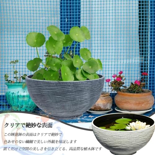 睡蓮鉢 6