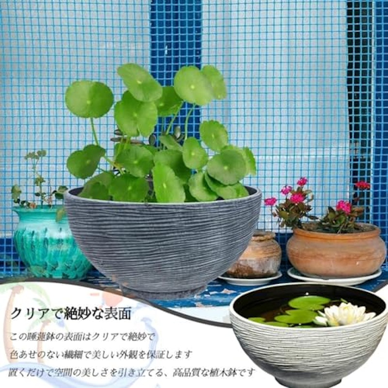 睡蓮鉢 6