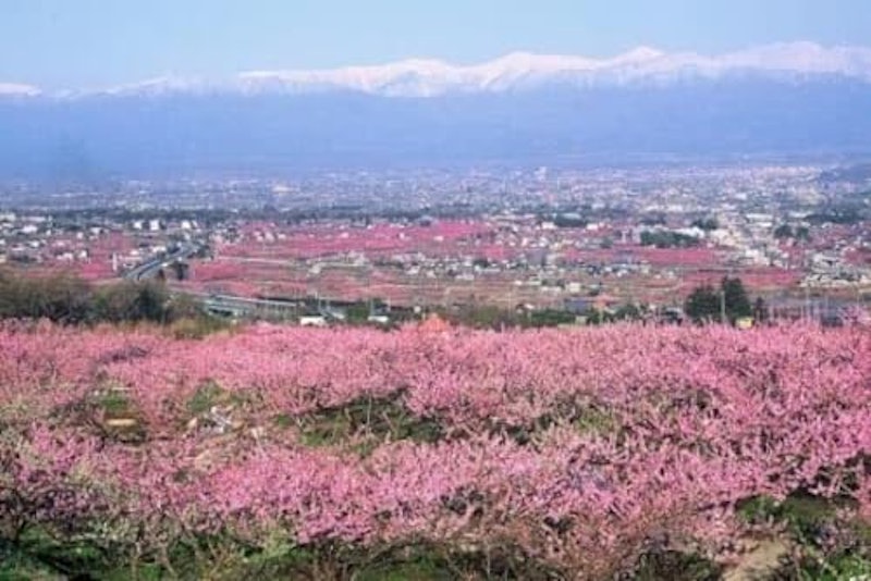 山梨 NAPOLEON PEACH 8
