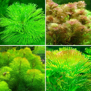 22年 金魚に合う水草のおすすめ人気ランキング10選 Mybest