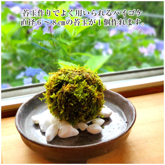 観葉植物 おしゃれ ミニ テラリウム コケリウム 苔 コケ 苔テラリウム 苔リウム 園芸 苔玉 苔盆栽 パック コケコンビ ハイゴケamp アオギヌゴケ 53 Off