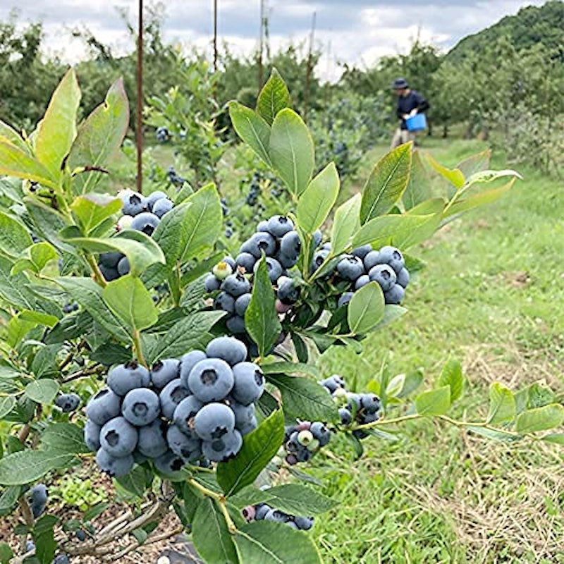 北海道産冷凍ブルーベリー 3