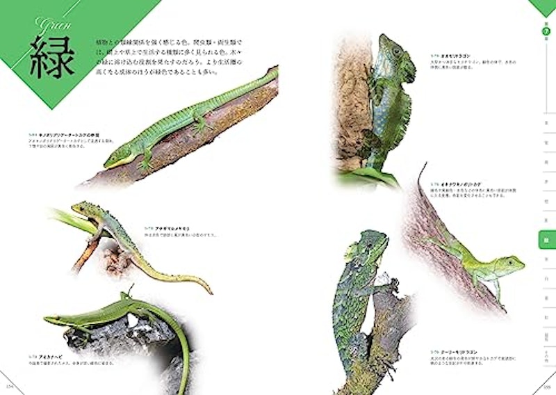 色彩別 爬虫類・両生類図鑑 7