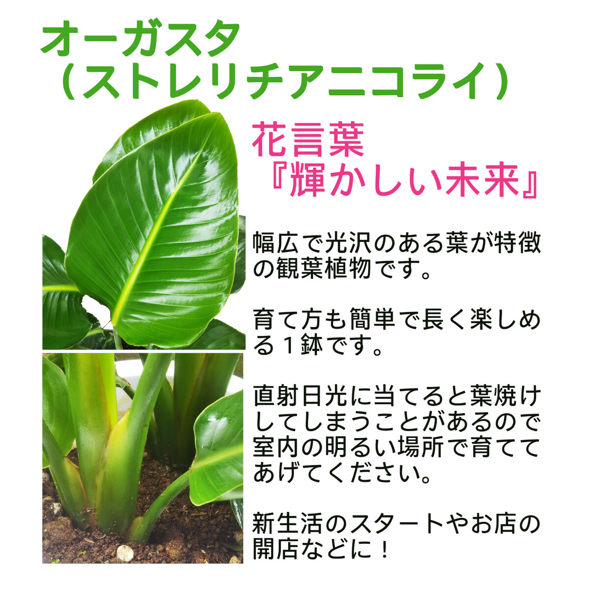 オーガスタ 7号 2