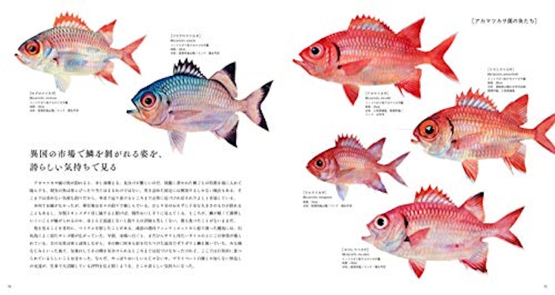 THE FISH 魚と出会う図鑑 5