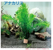 22年 メダカ用水草のおすすめ人気ランキング22選 Mybest