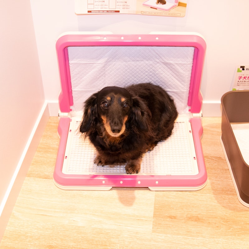 徹底比較 犬用トイレトレーのおすすめ人気ランキング16選 Mybest 徹底比較 犬用トイレトレーのおすすめ人気ランキング16選 Mybest