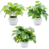 光触媒で加工された観葉植物のおすすめ人気ランキング【2026年9月】 5