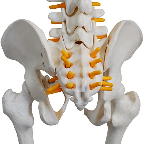 人体骨格模型  4