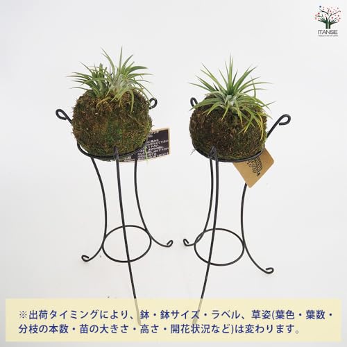 チランジア イオナンタ 苔玉仕立て 4