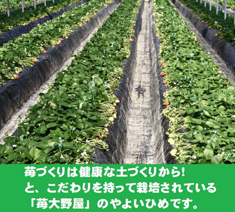 やよいひめ 2