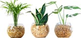 おしゃれな観葉植物のおすすめ人気ランキング【2026年7月】 3