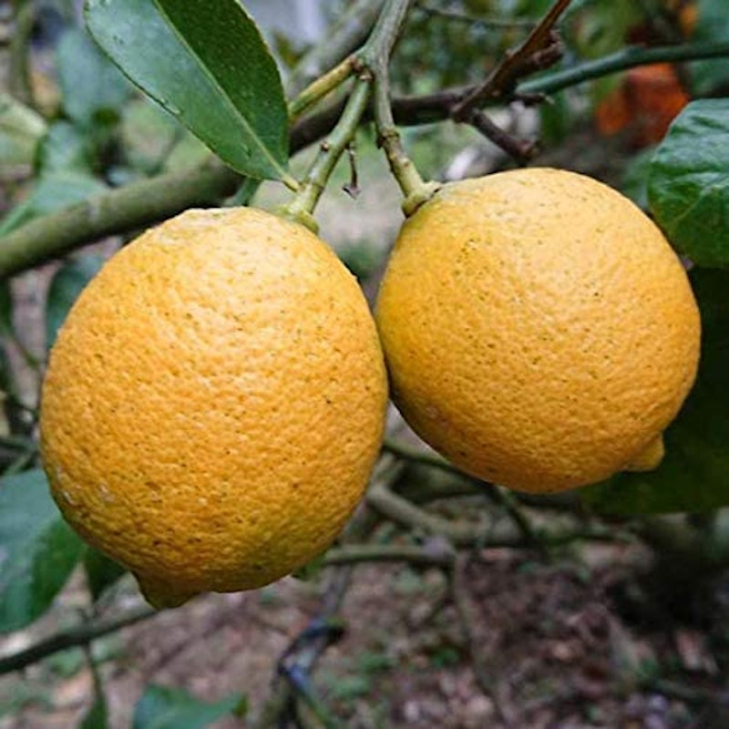 22年 通販のお取り寄せレモンのおすすめ人気ランキング選 Mybest 22年 通販のお取り寄せレモンのおすすめ人気ランキング選 Mybest