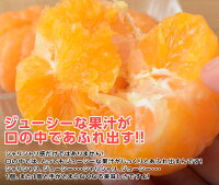 訳あり 冷凍みかん 2