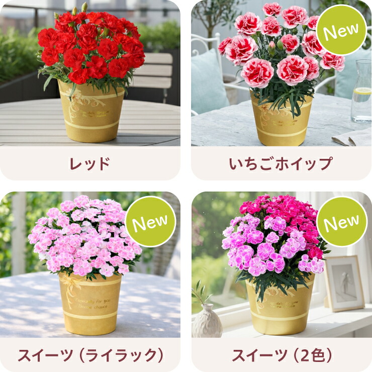 カーネーション 鉢植え 6