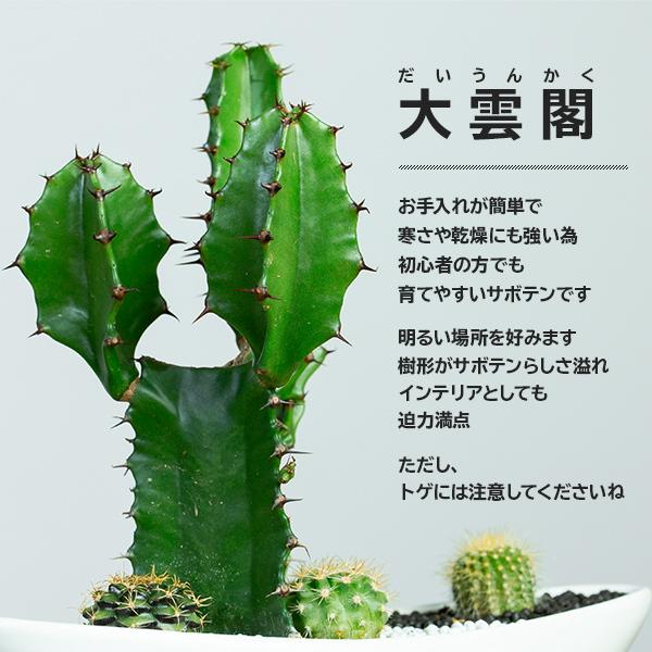 サボテンギフト 4