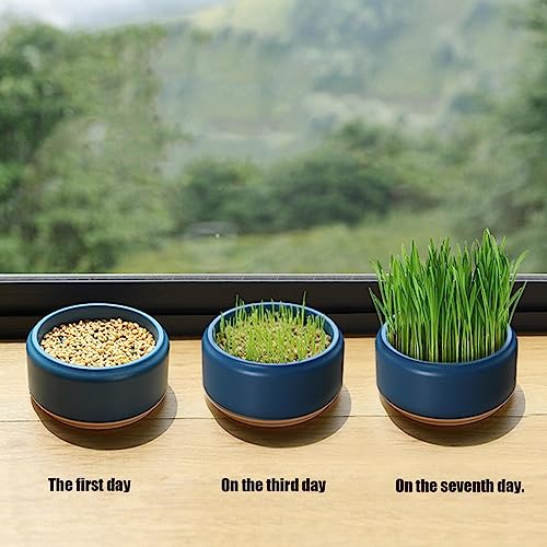 猫草栽培キット 5