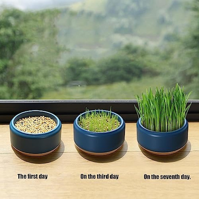 猫草栽培キット 5