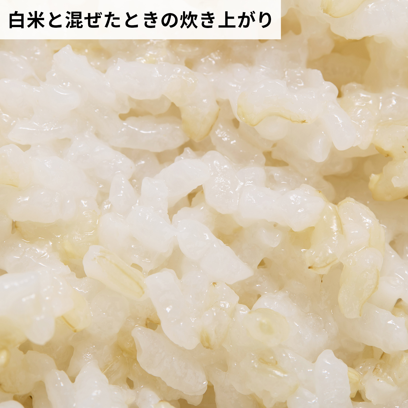 GABA入り発芽玄米 無洗米 7