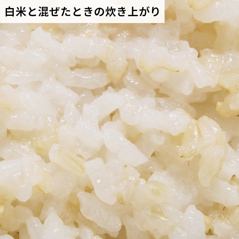 GABA入り発芽玄米 無洗米 7