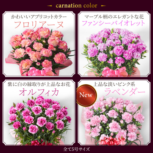 カーネーション 鉢植え 5
