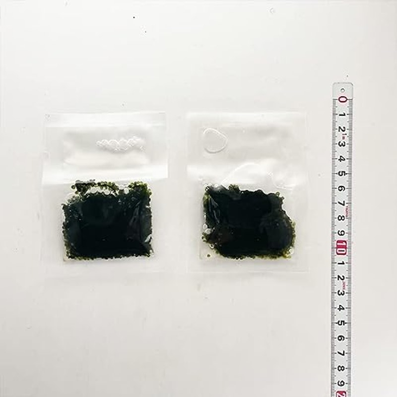 海ぶどう 3