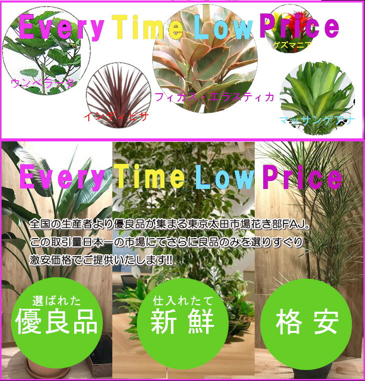おまかせ観葉植物4号　5鉢セット　 2