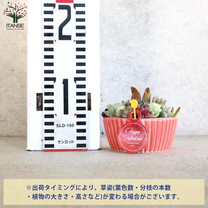 多肉植物 寄せ植え ハート鉢 2