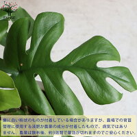 ヒメモンステラ 4